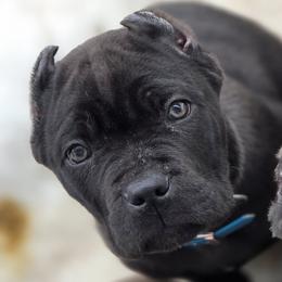 Turquoise - Black female Cane Corso puppy in Sault Ste Marie, Michigan from Willow Creek Cane Corsos