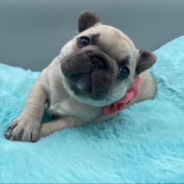 French Bulldog Puppies from Infinity Frenchies