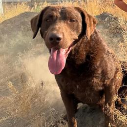 Chesapeake Bay Retrievers from Backwoods Chesapeakes