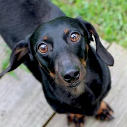 Slinky - Dachshund