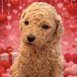 Sweet Pea - Apricot female Goldendoodle puppy in Social Circle, Georgia from Poppiedoodle Farms