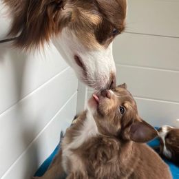 Miniature Australian Shepherd Puppies from Blue Skye's Miniature Australian Shepherds