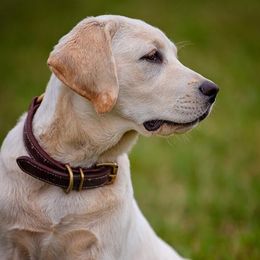 Labrador Retriever All Grown Up from Cross G Farms