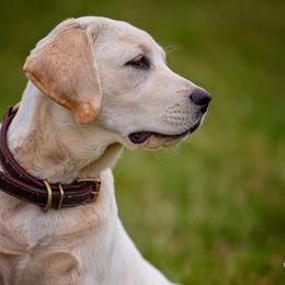 Labrador Retriever All Grown Up from Cross G Farms