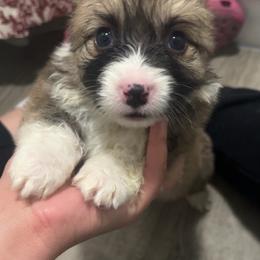 Rex - White and red male Pembroke Welsh Corgi puppy in Fontanelle, Iowa from Alegandra’s Pembroke Welsh Corgis