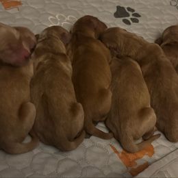 Girl 4 - Dark golden female Golden Retriever puppy in Harrisburg, North Carolina from Bunn Ranch Goldens & Bernese