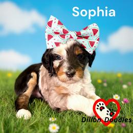 Sophia - Phantom female Goldendoodle puppy in Vacaville, California from Dillon Doodles