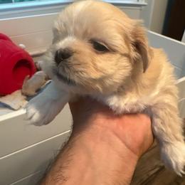 Purple Collar - Golden female Lhasa Apso puppy in Port Royal, Virginia from Hearth and Hound Family Farms