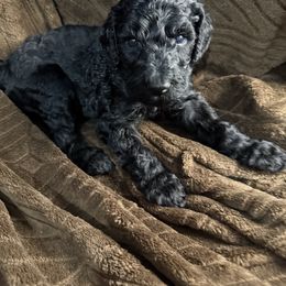 Chestnut (Black collar, formerly known as White Collar - Black male Poodle puppy in League City, Texas from Chauffeured Poodles