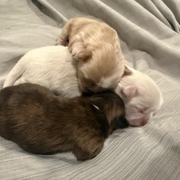 Shih Tzu Puppies from Brinklee's Babies