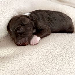 Aussiedoodle Puppies from A Dose Of Doodle