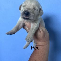 Red - Golden female Golden Retriever puppy in Jesup, Georgia from Painted Platinum Retrievers (Painted Platinum Kennel) PPK