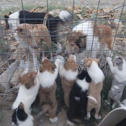 Collie Puppies from Desert Kennels