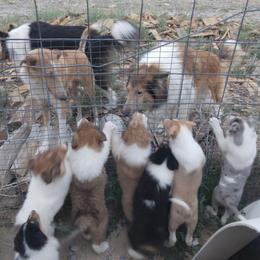 Collie Puppies from Desert Kennels