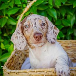 Bruno - Dapple male Dachshund puppy in Temecula, California from Naomi Magee's Dachshund Kennel