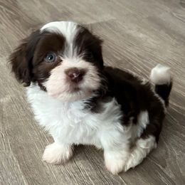 Pepper - Black and white male Havanese puppy in Kerrville, Texas from Havanese on the Hill