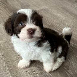 Pepper - Black and white male Havanese puppy in Kerrville, Texas from Havanese on the Hill