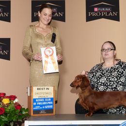 Dachshunds from Township Line Dachshunds