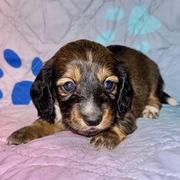 AKC female 5 - Wild  boar and tan female Dachshund puppy in Knoxville, Tennessee from Thea's Puppies