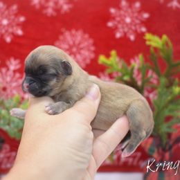 Kringle - Black sabled fawn male Chihuahua puppy in Bulls Gap, Tennessee from Smokey Mountain Chihuahuas