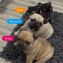 French Bulldog Puppies from Furever Faithful Frenchies LLC
