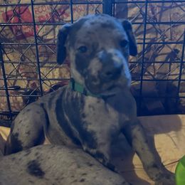 Dustin - Merle male Great Dane puppy in Gastonia, North Carolina from Stonebrook Gentle Giants