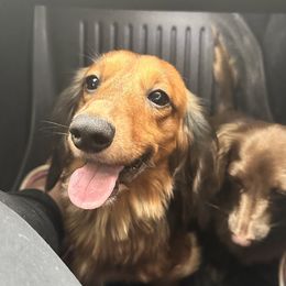 Niko - Dachshund
