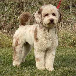 Bentley - Goldendoodle