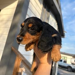 Purple girl - Black and tan female Dachshund puppy in Runge, Texas from Broken Diamond J Farms