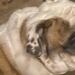 Bulldogs from Jetana Bulldogs