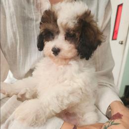 Bear - Parti male Poodle puppy in Saint Cloud, Florida from Rising Star Kennels