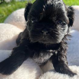 Jo - Black and white female Shih Tzu puppy in Kane, Pennsylvania from Pumpkin Patch Imperial Shih Tzus