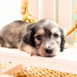 Dreamer 3500 - Cream male Dachshund puppy in Sylvania, Alabama from Yancey’s Doxies