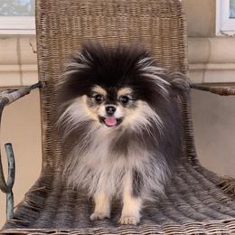 Ruby (toy size) - Black and tan parti female Pomeranian puppy in Citrus Heights, California from Yev and Marina's Pomeranians (AKC)