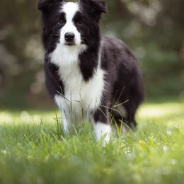 Galia - Border Collie
