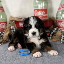 Levi's (blue boy) - Tri-color male Bernedoodle puppy in Waukesha, Wisconsin from Bernedoodle Boutique (and Cavapoos)