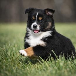 Jett - Black tri male Miniature Australian Shepherd puppy in Lowgap, North Carolina from Baileys Mini Aussies