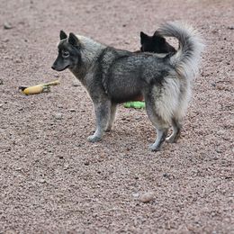 Yui - Siberian Husky