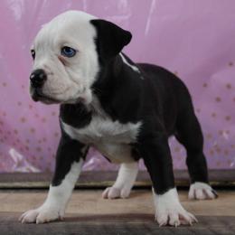 8 - female Alapaha Blue Blood Bulldog puppy in Grafton, Ohio from Eclipse Alapaha Kennels