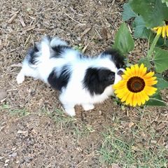 Japanese Chin and Papillon Puppies from Sunny DeYoung's Japanese Chin and Papillons