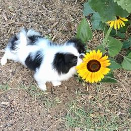Japanese Chin and Papillon Puppies from Sunny DeYoung's Japanese Chin and Papillons