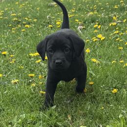 Labrador Retriever Puppies from Ozatonka British Labs