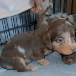 Girl3 - Dapple female Dachshund puppy in Lordsburg, New Mexico from Bootheel Doxies