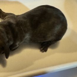 Boy 2 - Brindle Dachshund puppy in Skowhegan, Maine from KBz Miniature Dachshunds