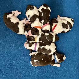 English Springer Spaniel Puppies from Burton English Springer Spaniels