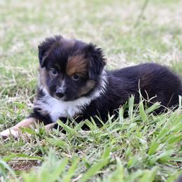 Nova - Red female Miniature Australian Shepherd puppy in Wichita Falls, Texas from Shooting Stars Ranch Toy and Mini Aussies