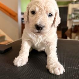 Coconut - Cream female Goldendoodle puppy in Howard City, Michigan from Doodles and Chaos