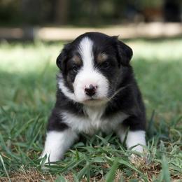 Chandler - Black tri-color male Australian Shepherd puppy in Bertram, Texas from Ashley’s Australian Shepherds