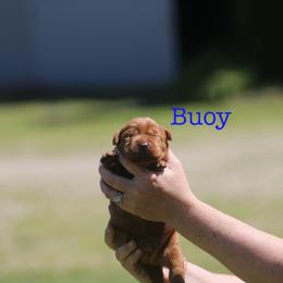 Buoy - Yellow male Labrador Retriever puppy in South Lyon, Michigan from Matoskah Meadows Labradors