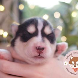 Ube - Black and white female Pomsky puppy in Trenton, Texas from Blissful Paws Pomskies
